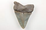 Serrated, 3.20" Fossil Megalodon Tooth - North Carolina - #200699-1